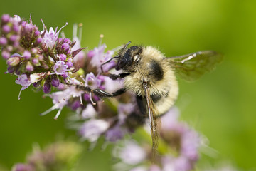 Cute bee on flower.