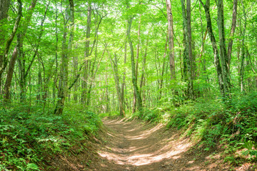 森の中のハイキングコース