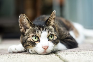 まん丸の目の猫