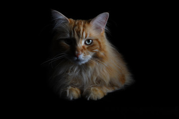 Isolated red tabby maine coon cat on black background