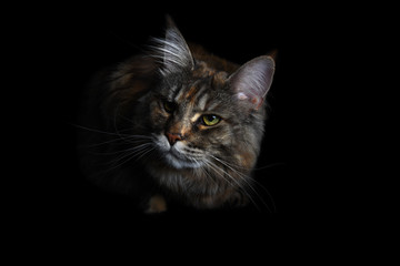 Obraz premium Isolated silver tabby maine coon cat on black background