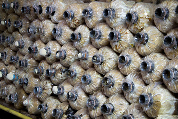 Cultivation mushroom bag in the farm