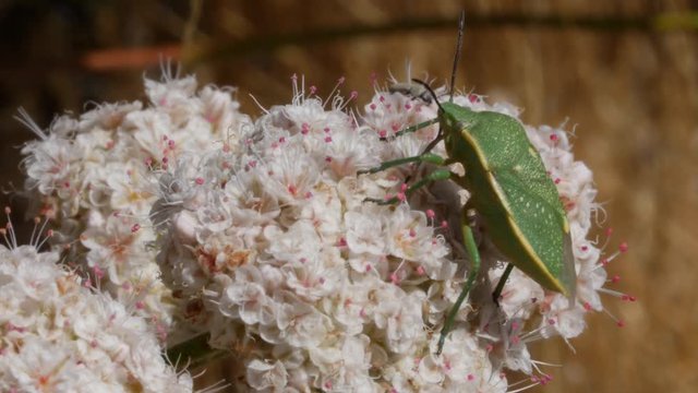 Green Stink Bug on Flower