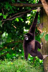 White handed Gibbon moving on trees