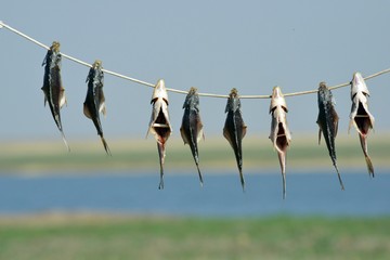 Preparation of fish in nature