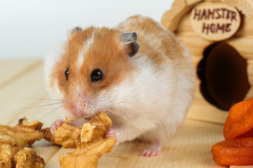 A hamster close-up eats a walnut from his wooden house.