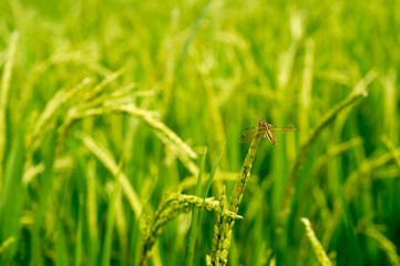 Dragonfly
