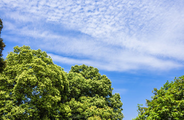 The plant with blue sky background  