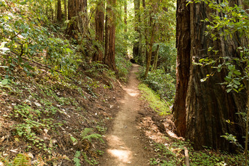 Obraz premium Empty hiking trail in a redwood forest