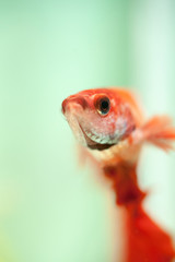 Siamese fighting fish or Betta fish.