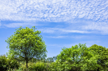 Fototapeta premium The plant with blue sky background 