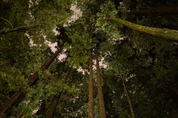 Looking up into the canopy of a redwood forest late at night under stars