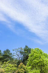 The plant with blue sky background  