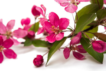 Fototapeta na wymiar Pink flowers of apple-tree isolated