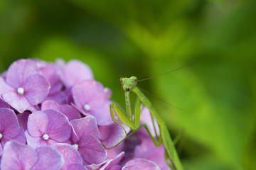 紫陽花とカマキリ