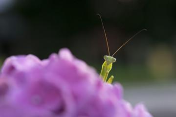 紫陽花とカマキリ