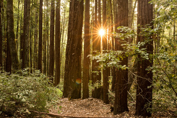 Early morning sunlight between trees in a redwood forest in California