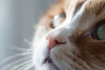  Red cat close-up