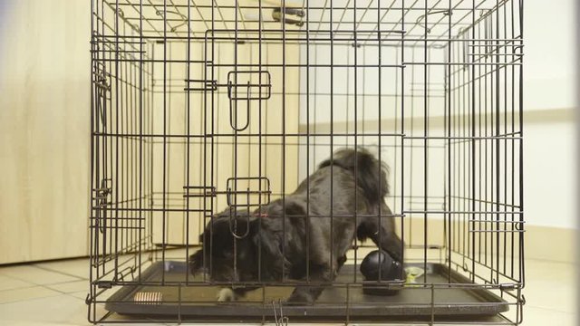 Small black dog in cage barks and try to push through steel wire 4K