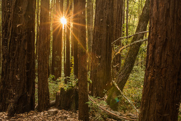 Early morning sunlight between trees in a redwood forest in California