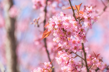 Abstract pink cherry blossom, Wild Himalayan Cherry in spring time with soft focus background