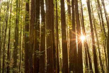 Fototapeta na wymiar Early morning sunlight between trees in a redwood forest in California