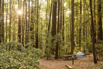 Solitary tent in a campground in a redwood forest - obrazy, fototapety, plakaty