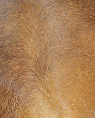 Brown horse fur background.