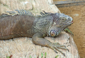 An Iguana poses for its portrait.