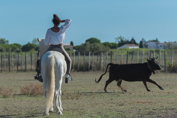     Rider, woman sorting bulls, bulls in the field in Camargue
 - obrazy, fototapety, plakaty