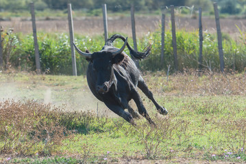      Bull running, charging bull in Camargue 
