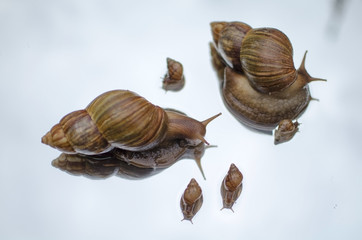 Gastropod Achatina family on the mirror. Big and small African giant snails