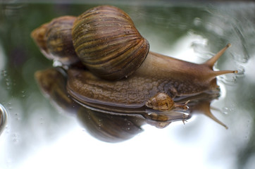 Gastropod Achatina family on the mirror. Big and small African giant snails
