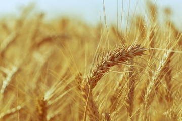 golden wheat field and sunny day