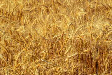 golden wheat field and sunny day