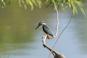 Kingfisher on a branch