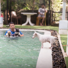 Jack russell terrier looking at the swimming pool with blur person and another dog background, sport and activity of dog concepts.