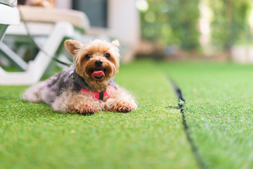 Yorkshire terrier dog lies and looks at the someone on the green grass.