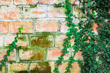 Red brick wall texture with green climber plant for background and copy space.