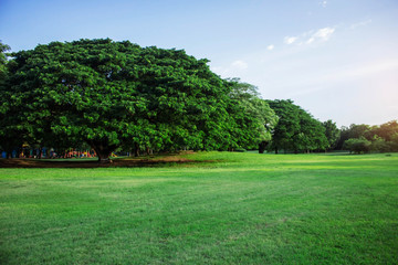 Trees and lawns in park.