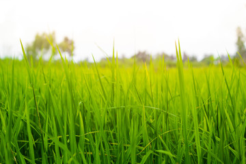Fototapeta premium Paddy rice field on a white background
