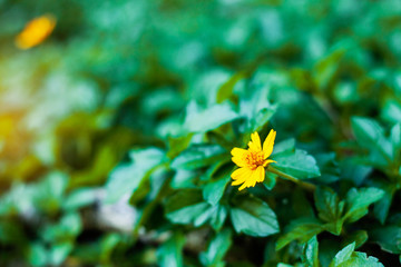 Yellow flowers with green background.