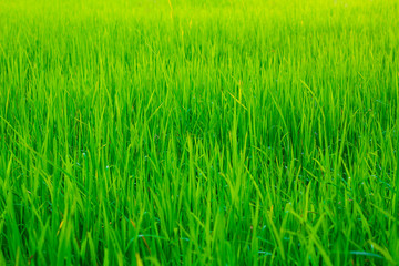 Paddy rice field on a white background