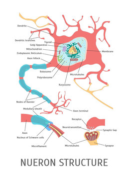 Cartoon Structure of a Neuron. Vector