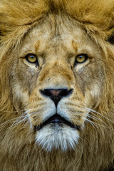 Fototapeta premium Portrait of an African lion 