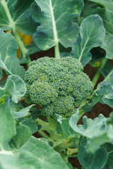 young broccoli plant
