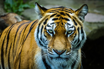 Böse schauender sibirischer Tiger