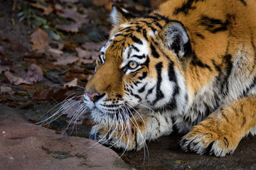 Sibirischer Tiger auf der Pirsch
