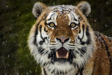Männlicher sibirischer Tiger mit Schnee auf dem Kopf