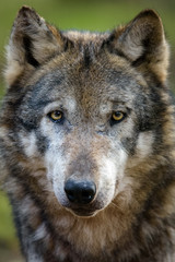 Naklejka na ściany i meble Porträt eines europäischen Wolfes